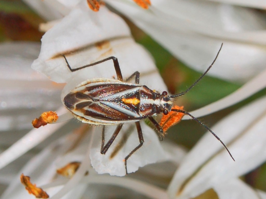 Miridae: Horistus orientalis della Liguria su Asfodelo